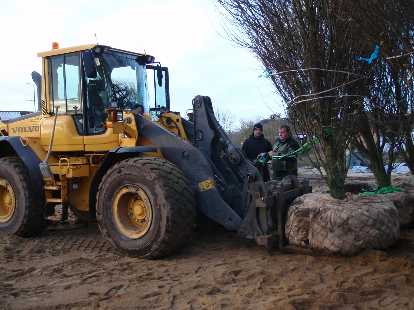 Velholdt græsplæne og ny-klippet hæk udført af ASM Anlæg i Varde