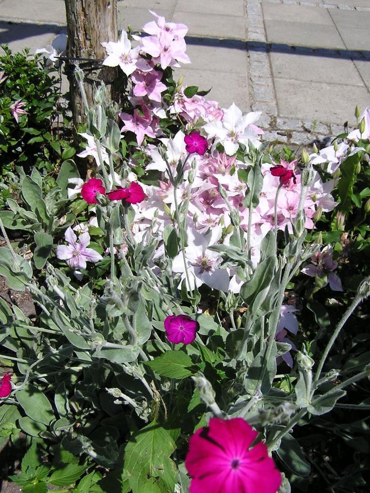 Grøn vedligeholdelse af have